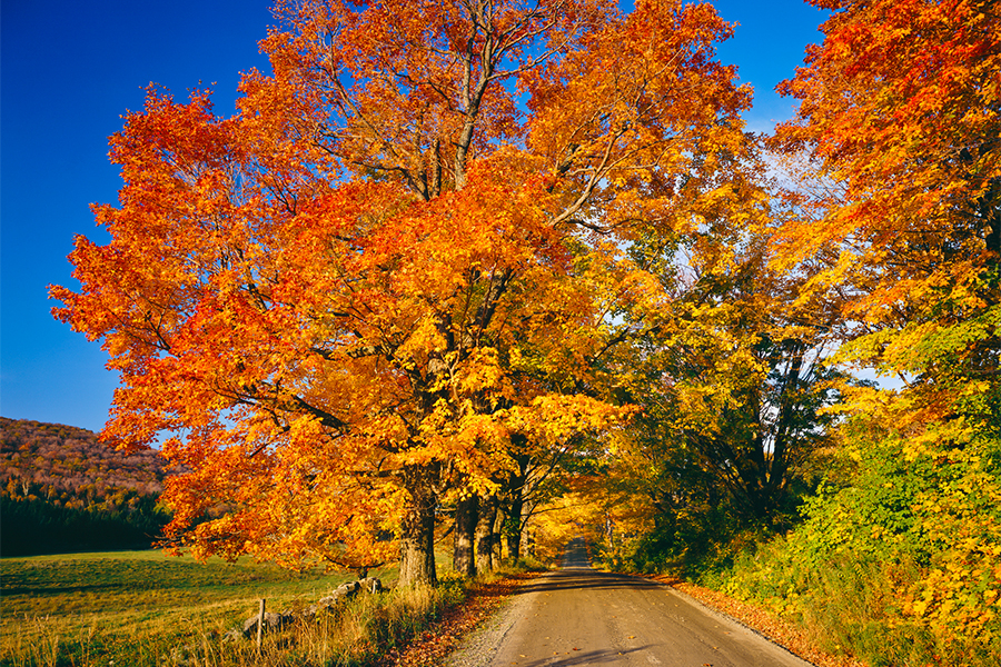Experience Autumn in Manchester, VT