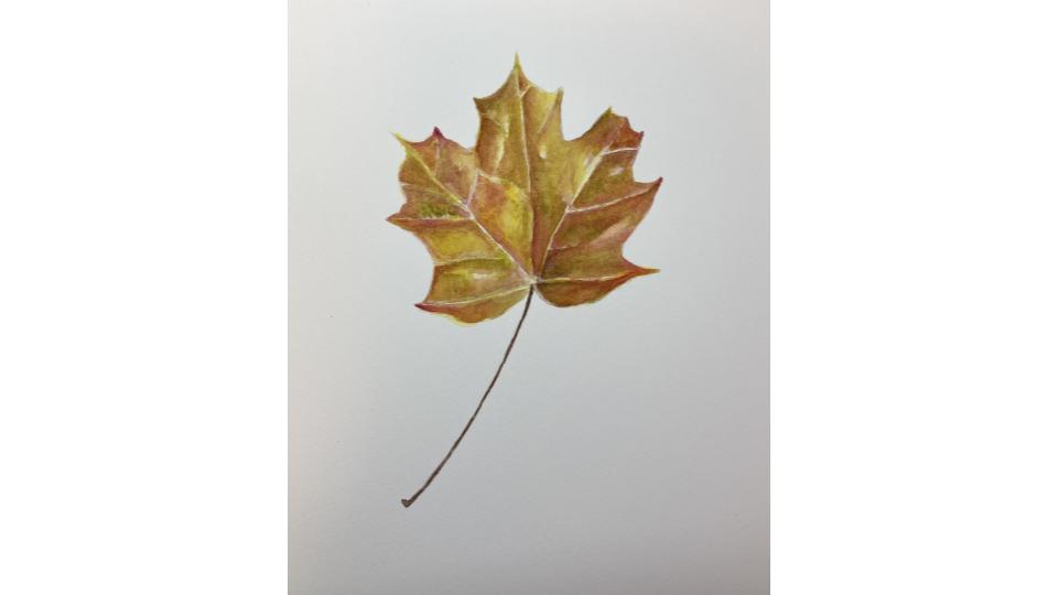 Fall Leaves In Watercolor With Corry Buckwalter