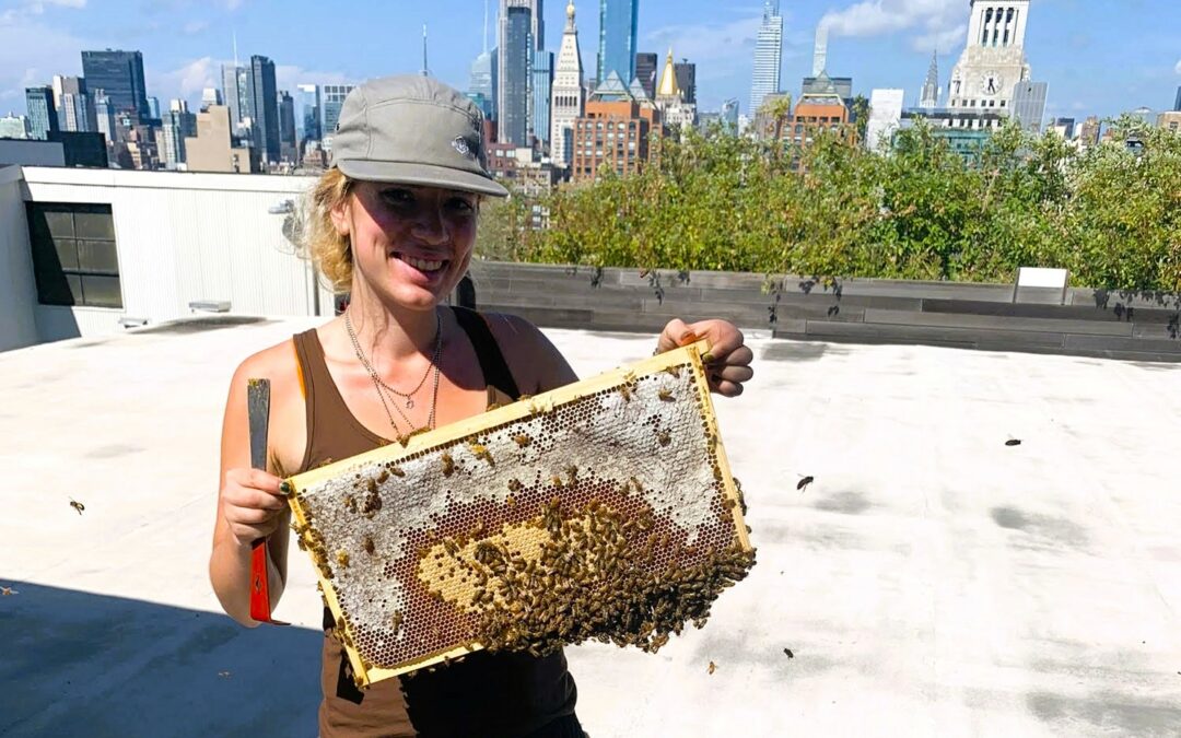 GMALL Presents – Urban Beekeeping