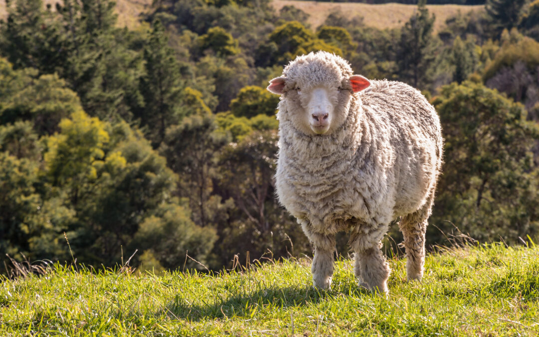 GMALL Presents – Vermont’s Merino Miracle: Lessons from a Landscape of Lambs